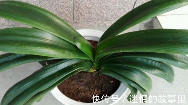 盆栽君子兰浇水贯彻12字真言，肉质根越长越健壮、花越开越多