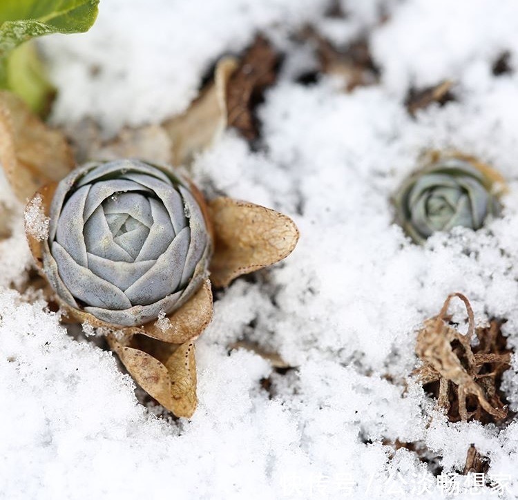 花盆|1种多肉“最好养”，零下20℃冻不死，雪地里“照常”生长