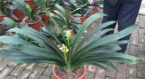 浇花|“万能”的橘子皮,养花时盆里放一点,叶绿开花多