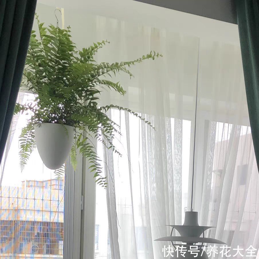 琴叶榕|大叶子耐阴花，室内一定养，叶子比脸大，真凉快