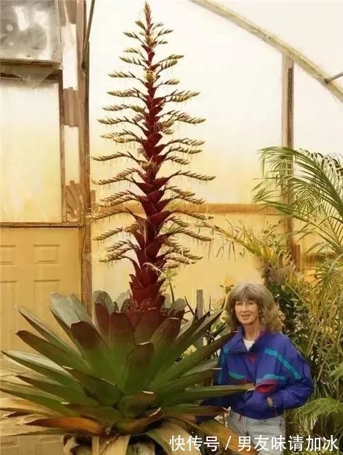 奇花、奇花、奇花、罕见奇花,赶快打开欣赏吧