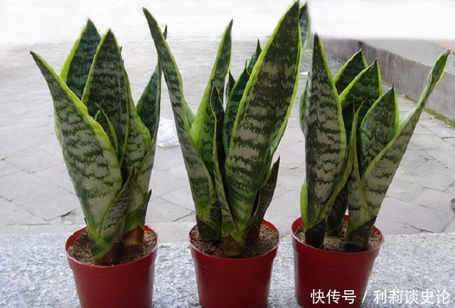 虎皮兰多久浇一次水,按照这个方法浇水,虎皮兰怎么养都安全