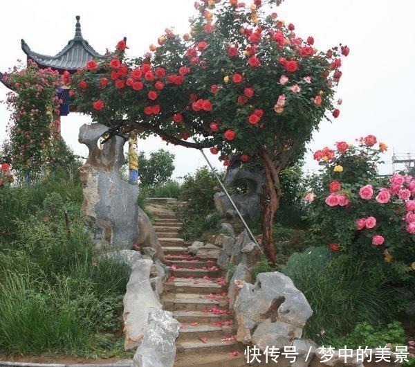 可春观花|建议家有院子的别铺水泥！瞧瞧下图，真有才，街坊四邻纷纷效仿