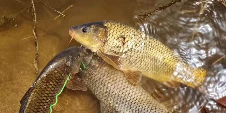 早就听说这鲤鱼钓法百试不爽，用过才后悔知道晚了！