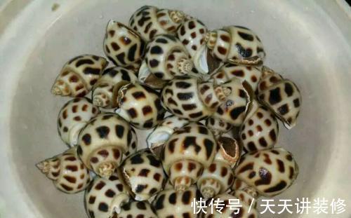 花螺不会做?多加这1步,咸香好吃,无腥味