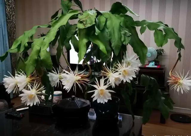 这5种花,都是老中医的最爱,个个都养人,看看你养了哪种