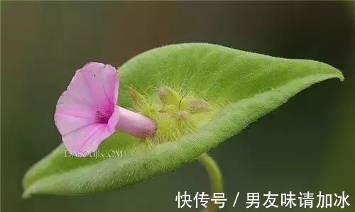 木兰树|奇花、奇花、奇花、罕见奇花，赶快打开欣赏吧