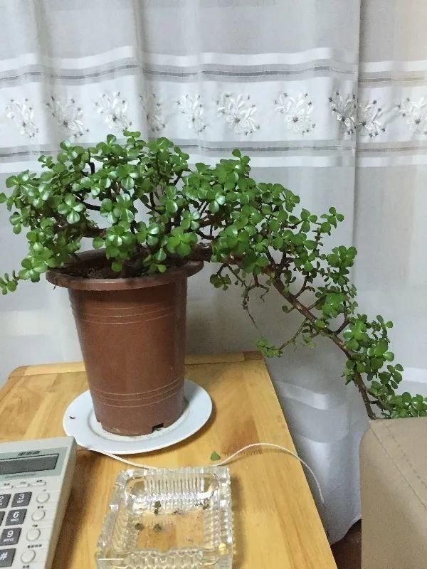 虎皮兰,红掌,吊兰养成老桩,变成大树,真壮观