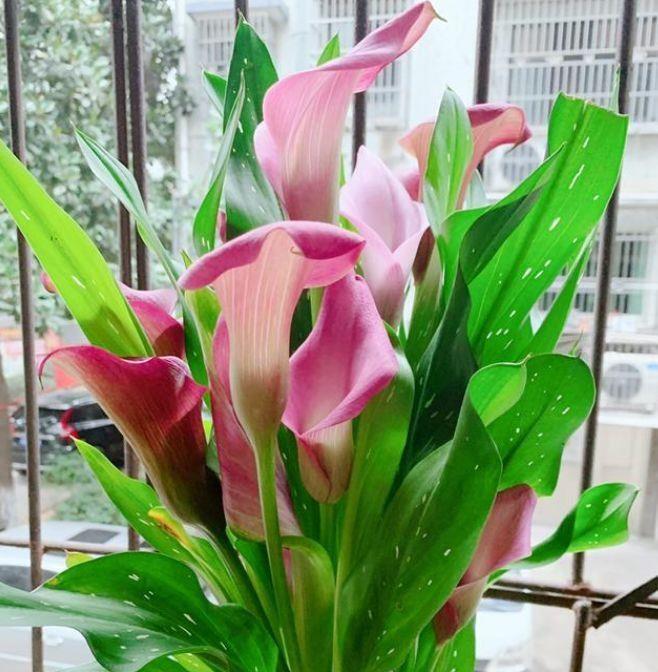 几款艳丽的花卉，花色柔美，花朵烂漫，还能散发迷人香气