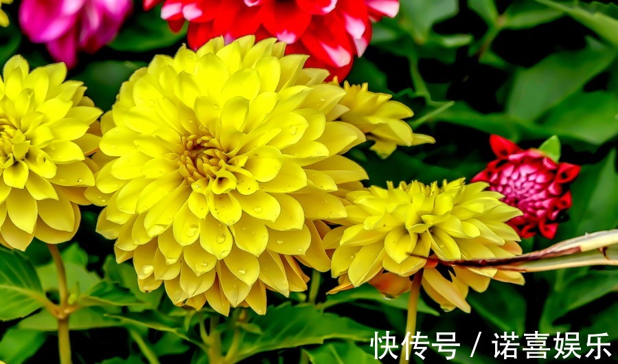 此花花艳胜似牡丹,花期比拟茶花,是比较受欢迎的花卉