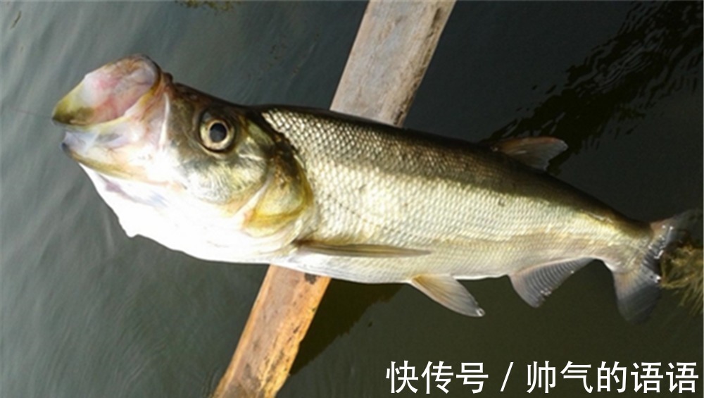 鱼钩|民间手竿钓翘嘴绝杀钓法:鸡蛋糊糊包食钓,钓大翘嘴很给力!