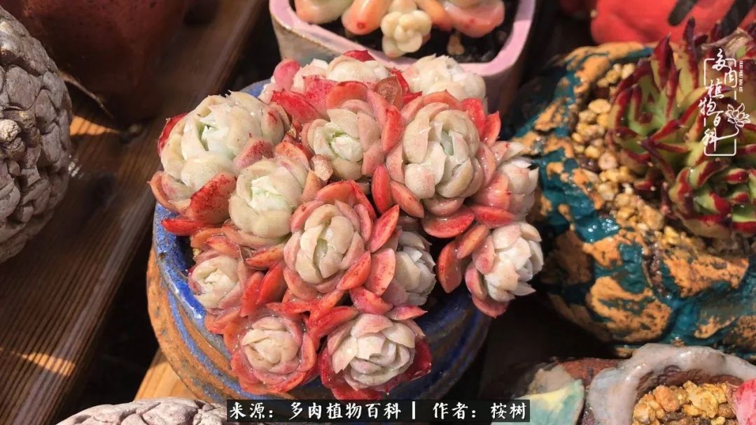 多肉度夏经验谈四季皆露养,兢兢业业养肉三年半!