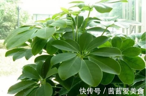 叶片|这4种花，剪个枝插水里，10天就生根，特别好养活！