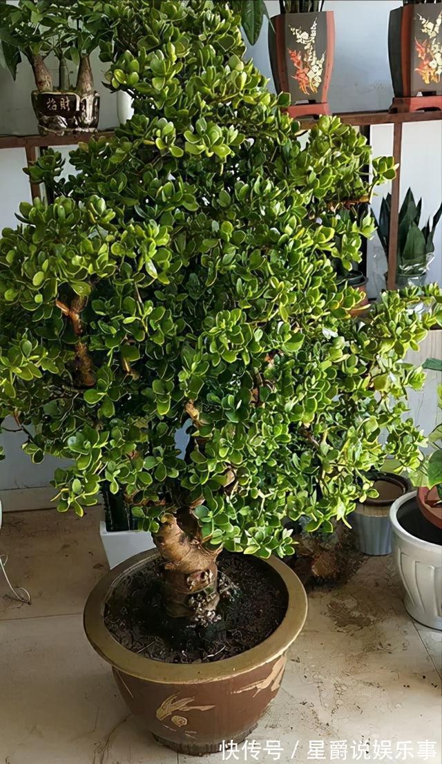 7种大盆栽，冬天正“虚弱”，赶紧断水，多浇一杯水，灌死一大片