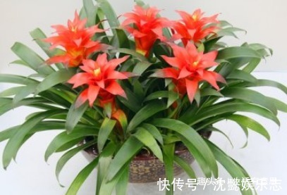 水塔花,旺宅盆栽之首选,一年四季鸿运当头,冬季也能轻松爆盆