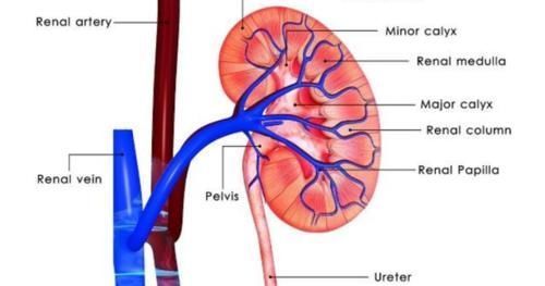 华子|水喝多了尿就多?肾功能正常的人,多长时间把水变成尿?