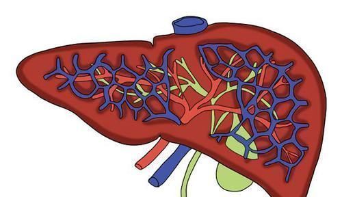 指标|怀疑肝脏出了问题，先要查的是6大指标，一个都不能忽视