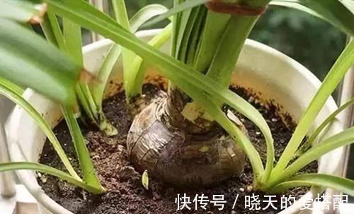 朱顶红什么时间可以种植，要怎么种，要注意什么