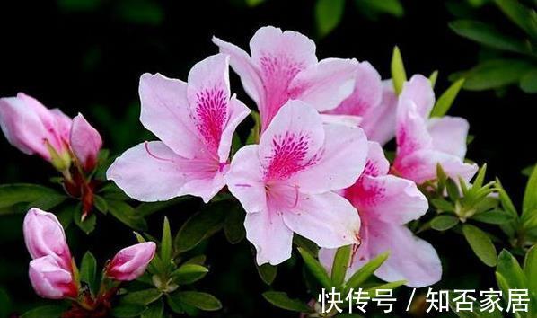 杜鹃|农历6月12该养什么花?这些花最适宜,颜色鲜艳漂亮,价格还便宜