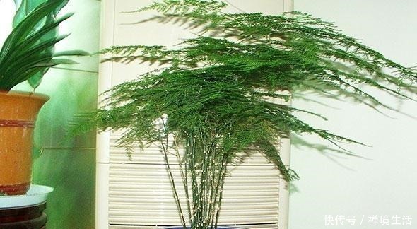 文竹长太高怎么办教你养出矮、壮、密的株型，放在书桌萌萌哒！