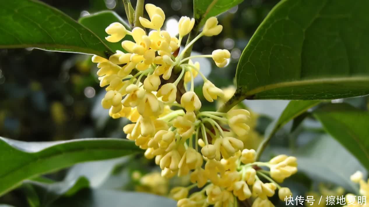 养桂花也需要技巧,掌握这些要点,才能四季油绿,开花香满屋
