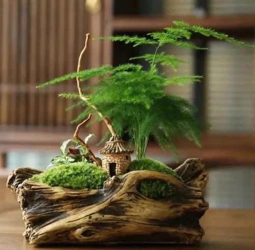  盆栽|冬天，室内的文竹盆栽呼呼地黄叶该怎么办？哪里操作不当了？