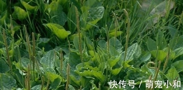 小时候经常见的17种植物,很熟悉却叫不上名字,现在终于知道了