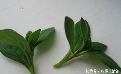  养花|家里养花，用此个妙招，一盆变成十盆，花盆都不够用了