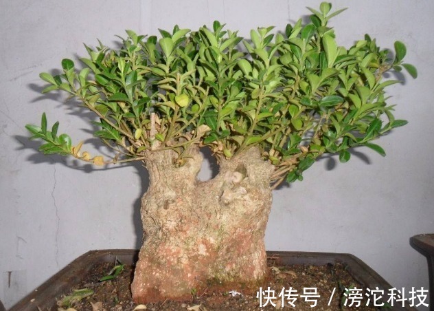 gt|什么绿萝、发财树都不如“2种树”,养人又旺财,1-2年成盆景