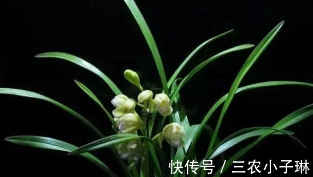 真菌|兰花病害防治: 兰花叶子发黑的三大原因以及处理方法