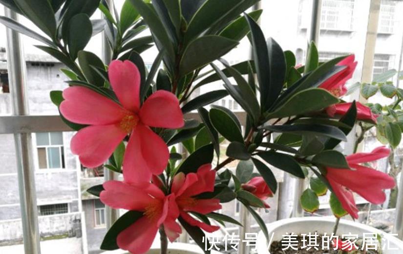 高温|夏季高温,养盆四季杜鹃茶,满足3要点,花期持续一整年
