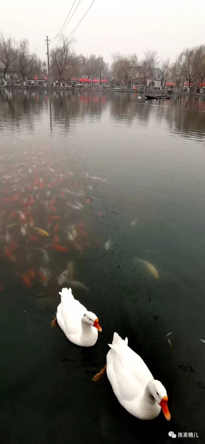 大牌坊|济南故事｜跟我从芙蓉街到大明湖，一起感受济南古城风韵吧