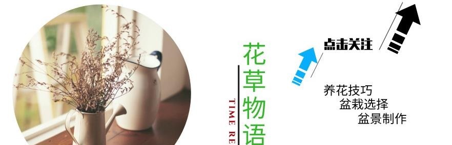 “它”被人称作“最丑”兰花,却因根茎有独特作用,深受男喜爱女