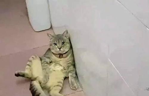 小猫做完绝育还会发情吗
