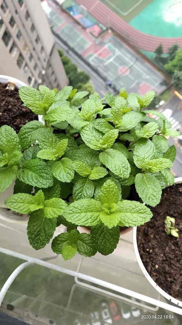 急性子的人就养这4种花，掐个枝条插土里，当年就开花