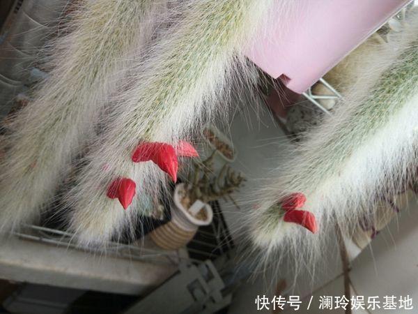 她家一棵“九尾狐”,开花超艳丽,邻居看了都眼馋!