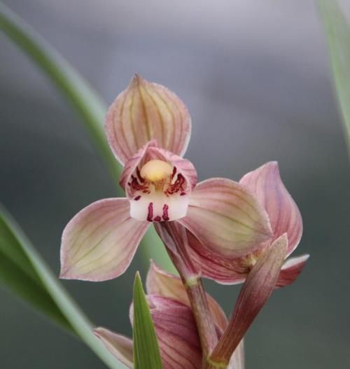 花色|此兰是“香花之王”,花色艳丽,香味浓郁,曾几万一苗,现普草价