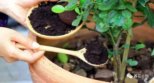 养花有3个“坏习惯”，花儿总是长不旺开花少