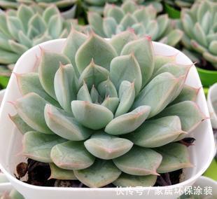 多肉植物|丑的没法看的多肉月亮仙子,立夏后清冷漂亮,还好没丢掉