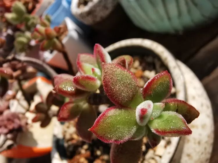 黛比|佛系养肉人生活明朗，多肉可爱，唯适者生存！