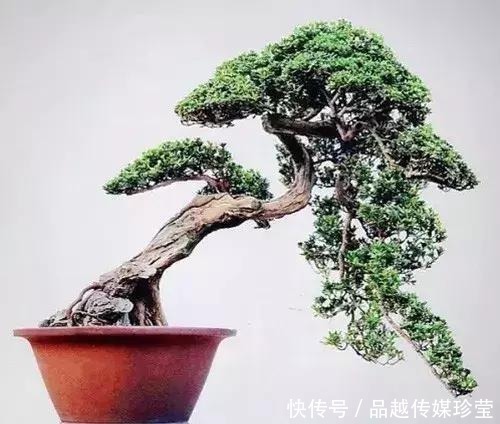 这3种盆景可以养成传家宝,再穷也要养,越老越值钱!