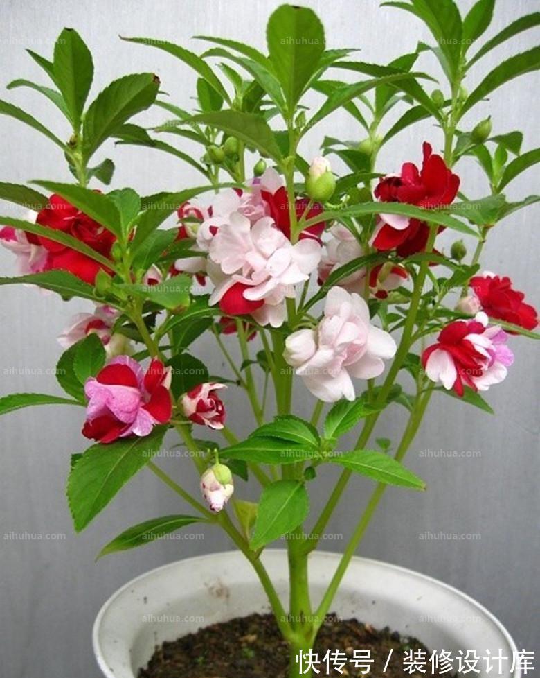 养花试试这几款，在家里种上一盆，可以自己长出很多来