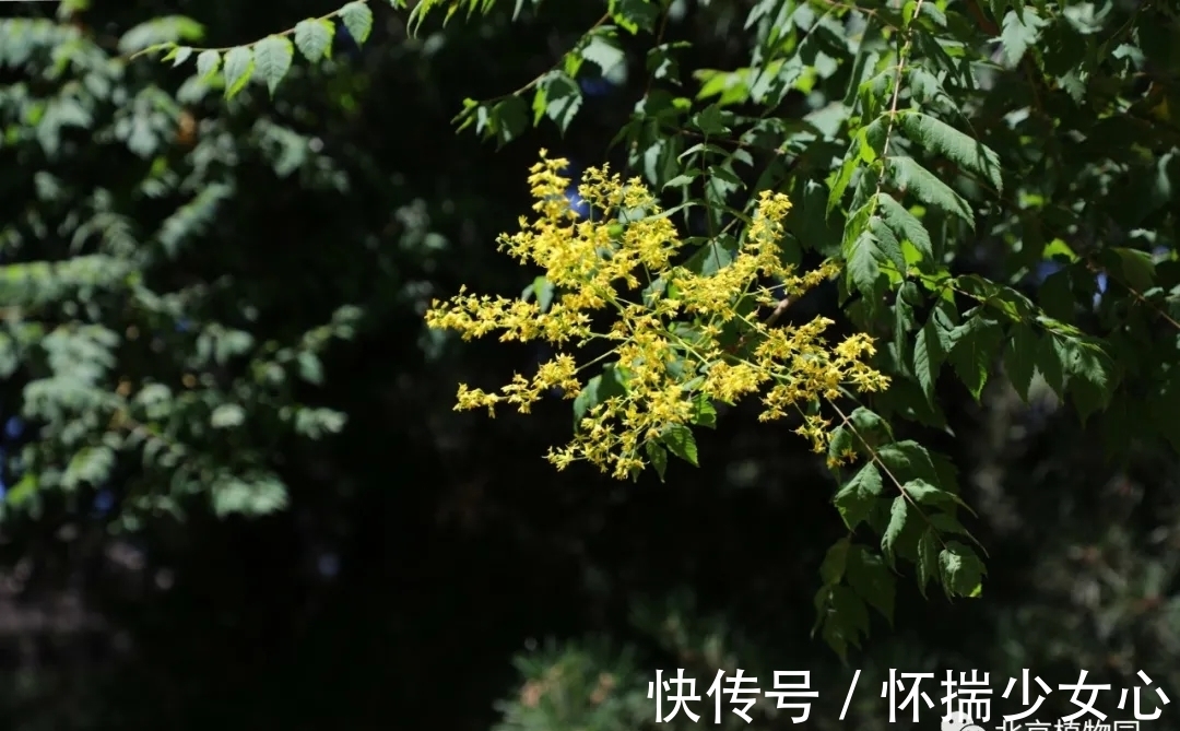 栾树花开缀枝头 树满黄金醉怡人