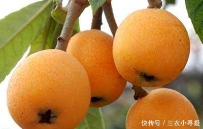 上火|枇杷是热性还是凉性, 吃枇杷上火吗