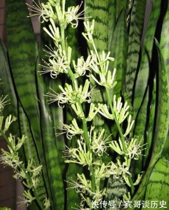 分生侧芽|养虎皮兰，打开它的“小开关”，新芽直往外窜，1盆变10盆