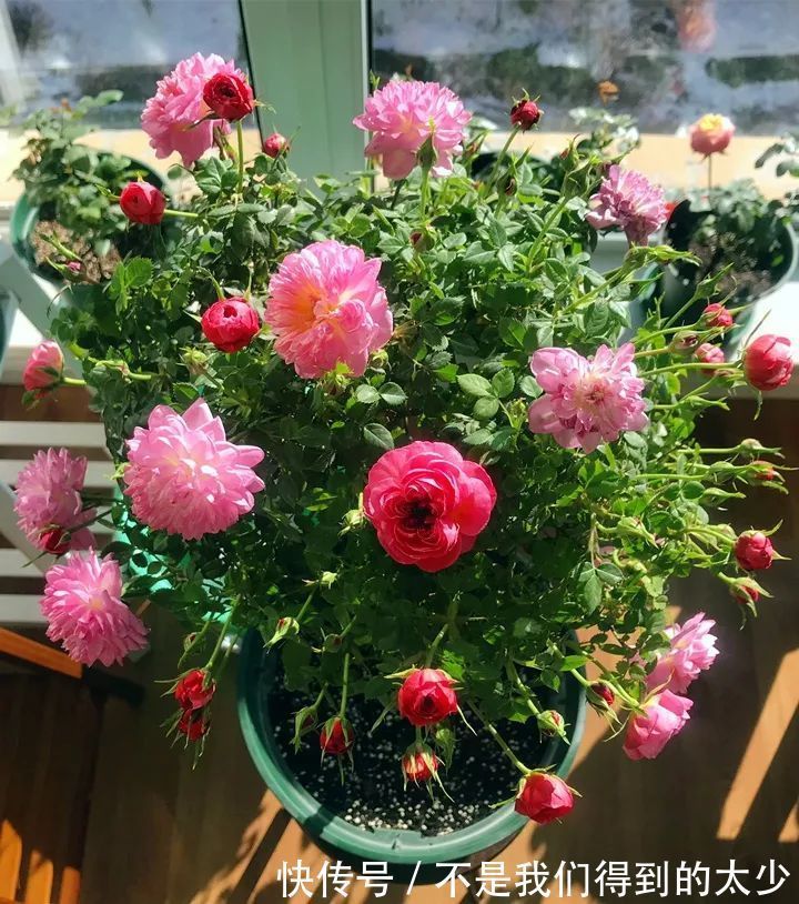 养花技巧最难养的花,买多少死多少,想想就生气!