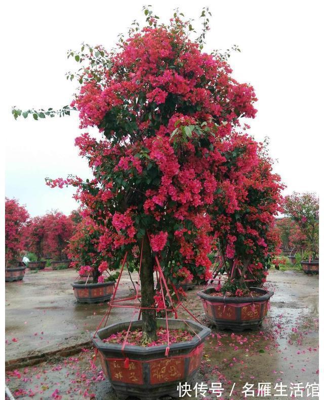 北方地区|4种“漂亮花”，能活一百年，长寿又富贵，越养越值钱