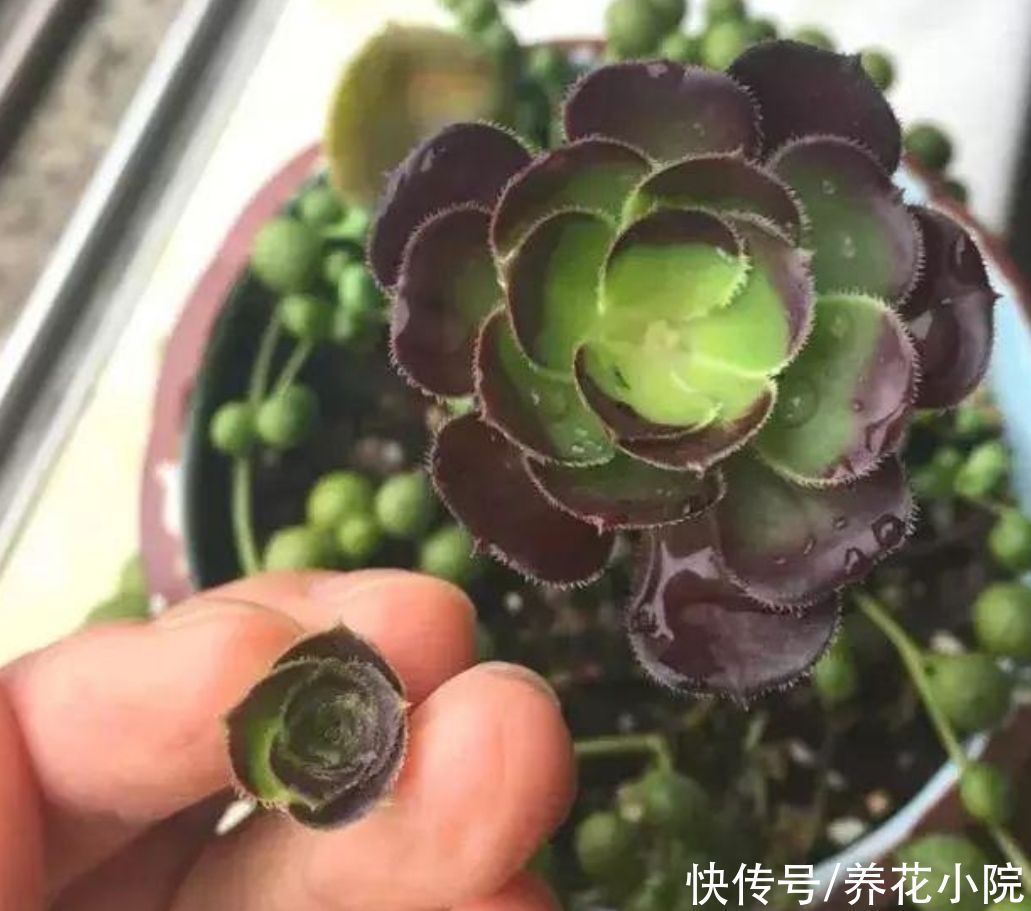 多头|养多肉黑法师,在枝头部位切一刀,爆出更多大“花头”