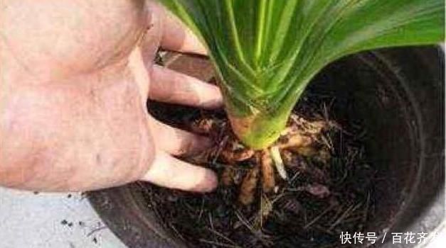 兰花|盆底垫上这一物,盆栽兰花、君子兰10年不烂根,还促生根多又壮