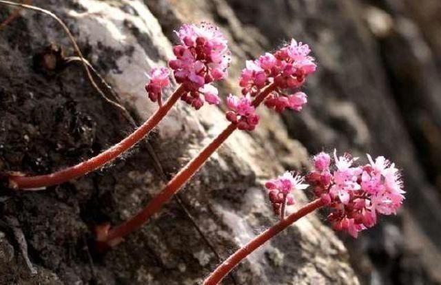 长在石头缝里的开花植物,遇见一棵你就发大财了,来看看你见过吗